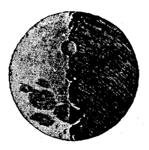 Один из Галилеевых рисунков Луны. Из Sidereus Nuntius