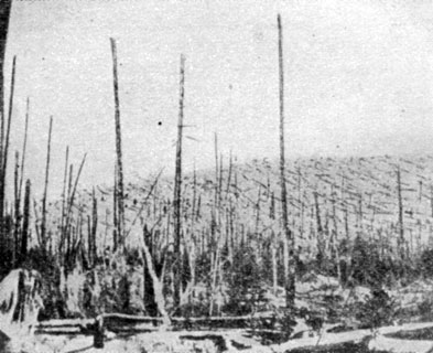 Рис. 46. Тунгусский метеорит опустошил лес в радиусе на 40 км вокруг места падения